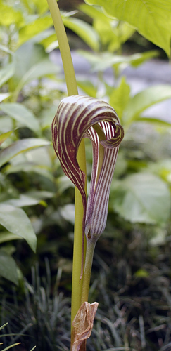Arisaema Species Two | Pacific Bulb Society