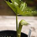 Arisaema amurense, Giorgio Pozzi