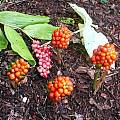 Arisaema amurense, Mark McDonough