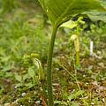 Arisaema asperatum, Giorgio Pozzi