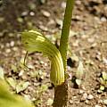 Arisaema asperatum, Giorgio Pozzi