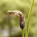 Arisaema asperatum, Giorgio Pozzi