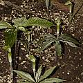 Arisaema barnesii in the wood, Giorgio Pozzi