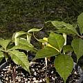 Arisaema barnesii in pot, Giorgio Pozzi