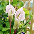 Arisaema candidissimum, Rob Hamilton [Shift+click to enlarge, Click to go to wiki entry]