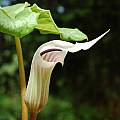 Arisaema candidissimum, pink, Giorgio Pozzi