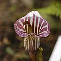 Arisaema candidissimum, red, Giorgio Pozzi