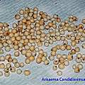 Arisaema candidissimum seeds, Giorgio Pozzi