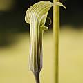 Arisaema candidissimum, Giorgio Pozzi