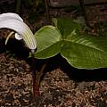 Arisaema candidissimum, white, Giorgio Pozzi