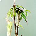 Arisaema ciliatum, Rob Hamilton