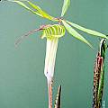 Arisaema ciliatum, Rob Hamilton