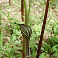 Arisaema concinnum, Giorgio Pozzi