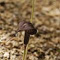 Arisaema concinnum purple, Giorgio Pozzi