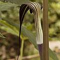 Arisaema concinnum, Giorgio Pozzi