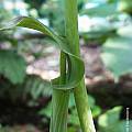Arisaema consanguineum, Arnold Trachtenberg [Shift+click to enlarge, Click to go to wiki entry]