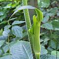 Arisaema consanguineum, Arnold Trachtenberg