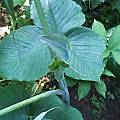 Arisaema consanguineum, Arnold Trachtenberg