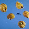 Arisaema consanguineum seed, David Pilling