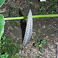 Arisaema consanguineum 'Perfect Wave', Arnold Trachtenberg