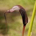 Arisaema costatum spathe, Giorgio Pozzi