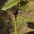 Arisaema costatum plant, Giorgio Pozzi [Shift+click to enlarge, Click to go to wiki entry]