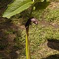 Arisaema costatum plant, Giorgio Pozzi