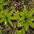 Arisaema dracontium leaves, Giorgio Pozzi