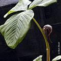 Arisaema fargesii, Mark Mazer [Shift+click to enlarge, Click to go to wiki entry]