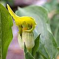 Arisaema flavum, John Lonsdale [Shift+click to enlarge, Click to go to wiki entry]
