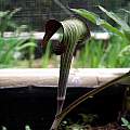 Arisaema iyoanum, Paige Woodward [Shift+click to enlarge, Click to go to wiki entry]