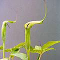 Arisaema jacquemontii, Rob Hamilton [Shift+click to enlarge, Click to go to wiki entry]