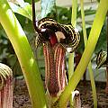 Arisaema kiushianum, John Lonsdale [Shift+click to enlarge, Click to go to wiki entry]