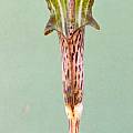 Arisaema nepenthoides, Rob Hamilton [Shift+click to enlarge, Click to go to wiki entry]