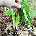 Arisaema sikokianum x triphyllum, Mark McDonough [Shift+click to enlarge, Click to go to wiki entry]
