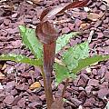 Arisaema ternatipartitum, John Lonsdale [Shift+click to enlarge, Click to go to wiki entry]