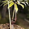 Arisaema thunbergii ssp. thunbergii, Giorgio Pozzi