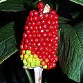Arisaema tortuosum fruit, Arnold Trachtenberg Arisaema tortuosum fruit, Arnold Trachtenberg