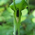 Arisaema tortuosum, Arnold Trachtenberg [Shift+click to enlarge, Click to go to wiki entry]