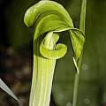 Arisaema triphyllum ssp. triphyllum green, Giorgio Pozzi