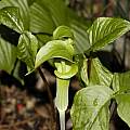 Arisaema triphyllum ssp. triphyllum green, Giorgio Pozzi Arisaema triphyllum ssp. triphyllum green, Giorgio Pozzi