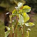 Arisaema triphyllum ssp. triphyllum, Giorgio Pozzi Arisaema triphyllum ssp. triphyllum, Giorgio Pozzi