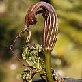 Arisaema utile, Giorgio Pozzi [Shift+click to enlarge, Click to go to wiki entry]