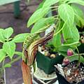 Arisaema wilsonii, Bonaventure Magrys [Shift+click to enlarge, Click to go to wiki entry]