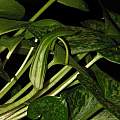Arisarum vulgare 'typicum', Dylan Hannon