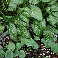 Arisarum vulgare, tiny leaf form, Roland and Gemma