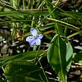 Aristea abyssinica, Naude's Nek, Bob Rutemoeller [Shift+click to enlarge, Click to go to wiki entry]