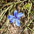 Aristea abyssinica, Cameron McMaster Aristea abyssinica, Cameron McMaster