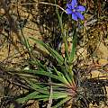Aristea africana, Bainskloof, Mary Sue Ittner Aristea africana, Bainskloof, Mary Sue Ittner