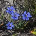 Aristea africana, Christopher Whitehouse Aristea africana, Christopher Whitehouse